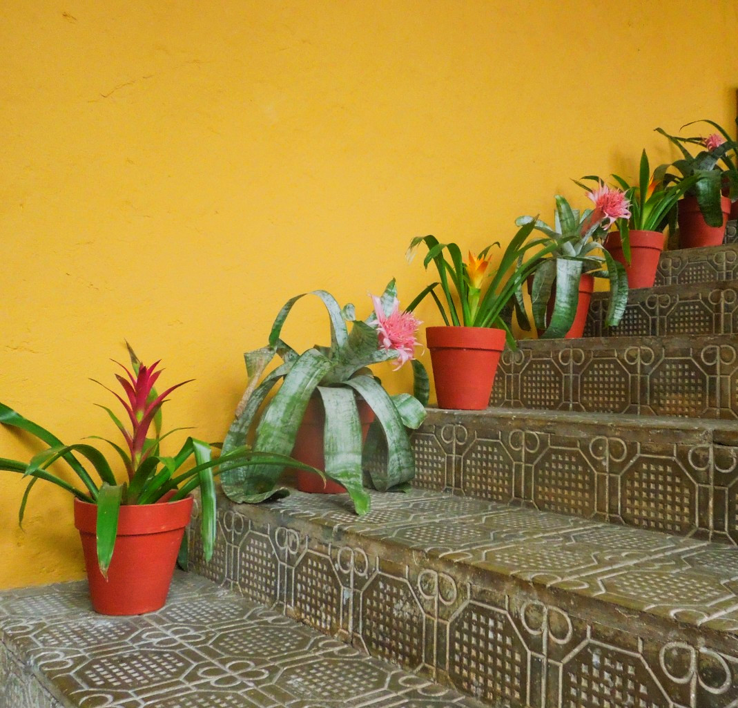 flowers-mexico-flores-photography-foto-patterns-warm-colors-contrast-bright-yellow-wall-start-a-travel-blog